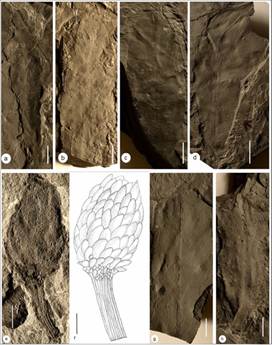 Jharkhand Coal Mines Reveal 290-Million-Year-Old Lost Gondwana Ecosystem